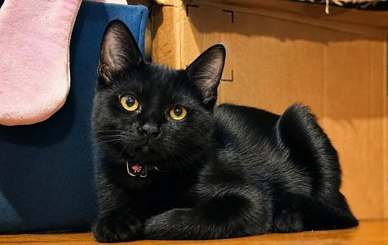 A baby small-sized male Black Domestic Short Hair cat named Noir for adoption in Covington, LA