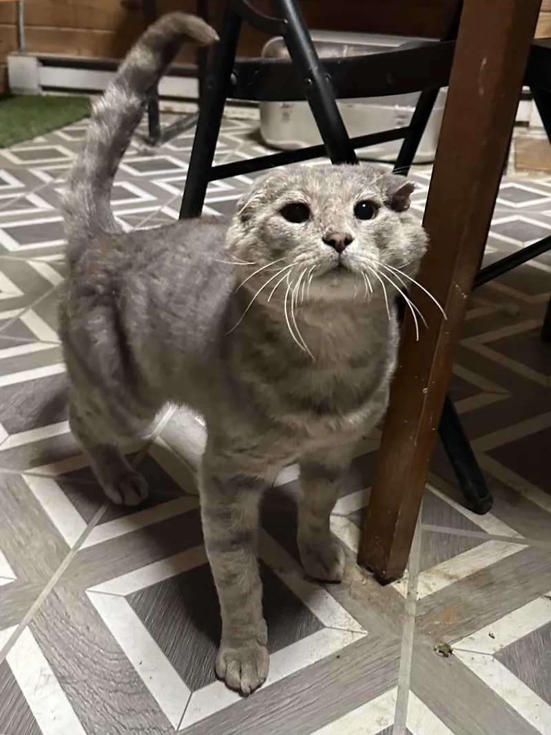 A young medium-sized male Tabby (Gray / Blue / Silver) Scottish Fold cat named Cooper for adoption in Lincoln University, PA