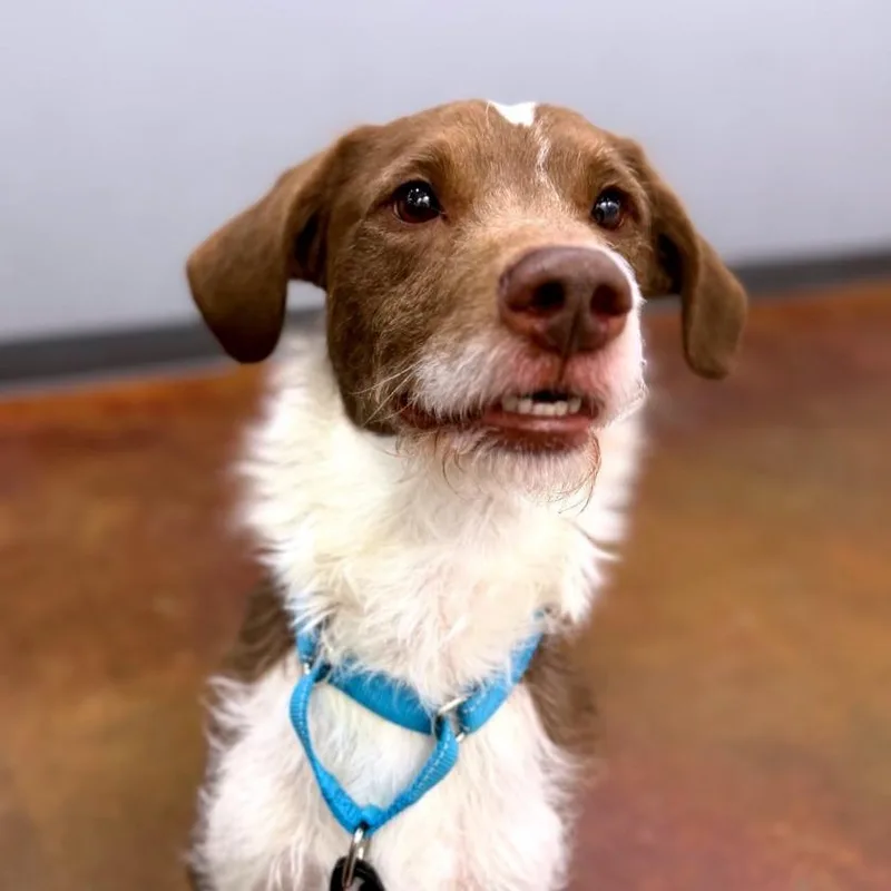 An adult medium-sized male Brown / Chocolate Poodle dog named Sundae for adoption in Winston-Salem, NC