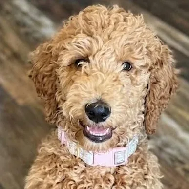 Daisy