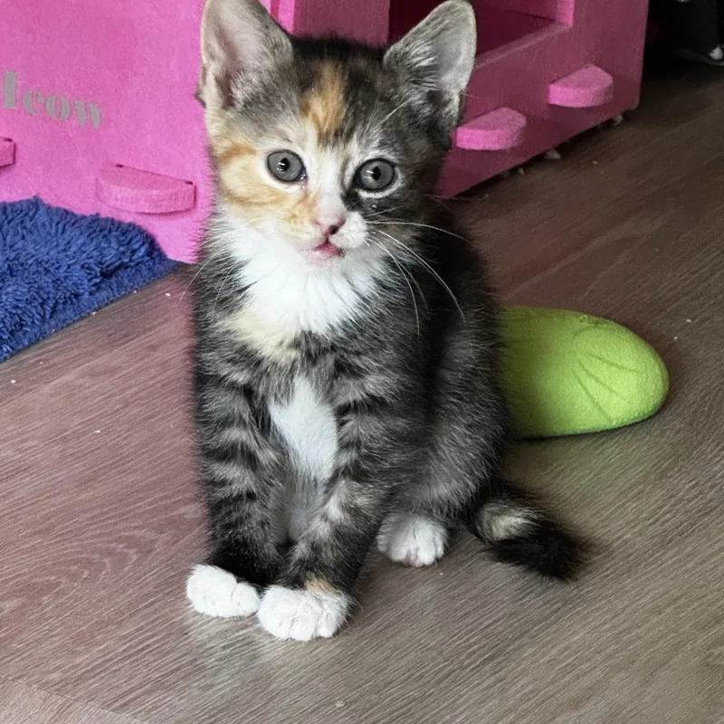 A baby medium-sized female Calico cat named Jan Brady for adoption in Montclair, NJ