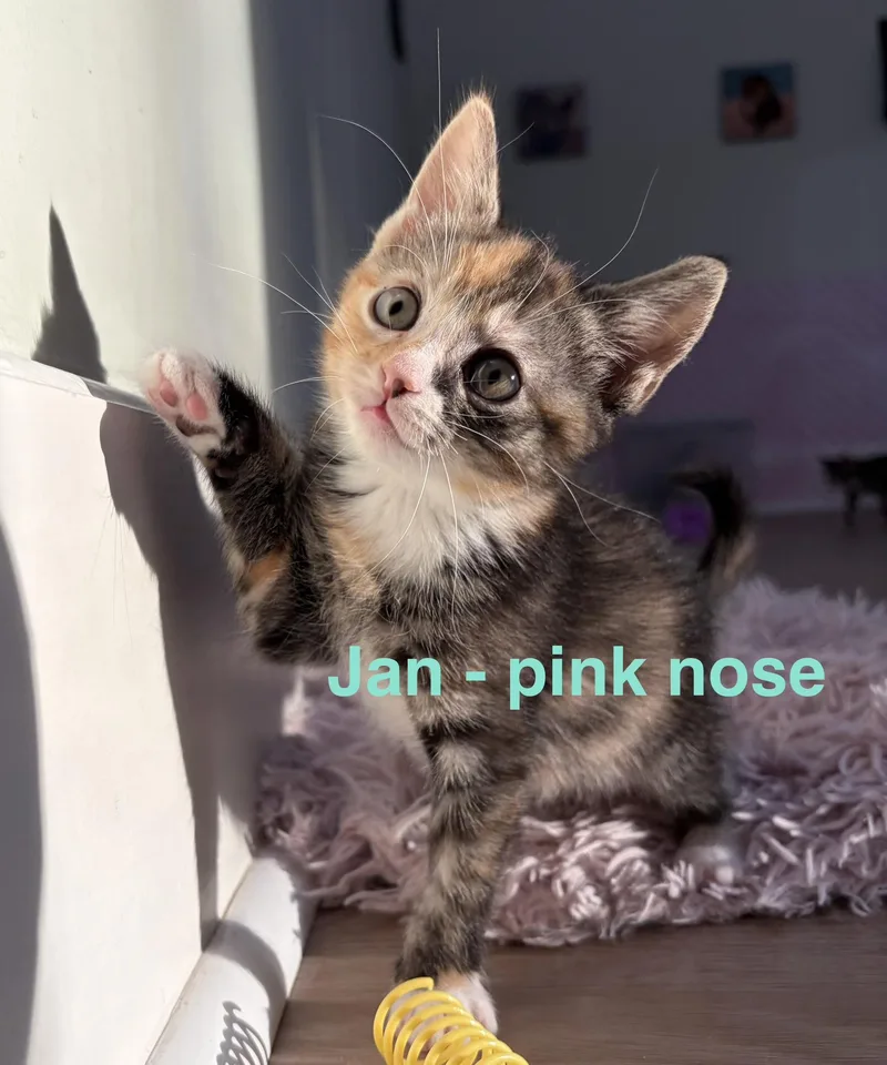 Jan Brady thumbnail 5