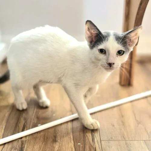 A baby small-sized female Domestic Short Hair cat named Anabelle for adoption in Tampa, FL