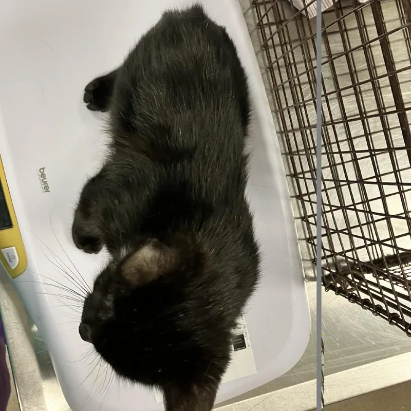 A young small-sized female Black Domestic Short Hair cat named Misty for adoption in Las Cruces, NM