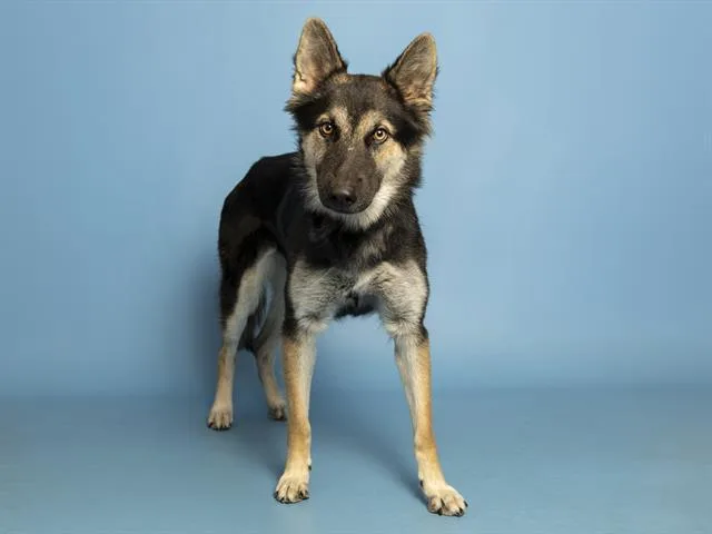 A young medium-sized female Husky dog named Alaska for adoption in Phoenix, AZ