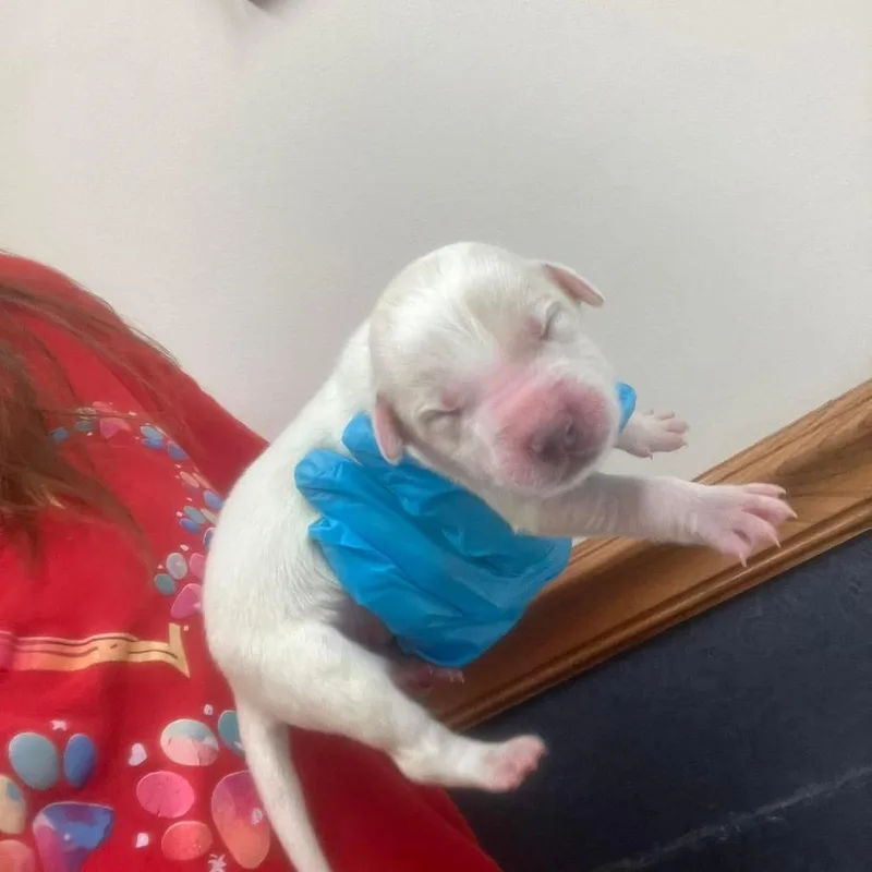 A baby small-sized male White / Cream Labrador Retriever dog named Neo for adoption in Fairfax Station, VA