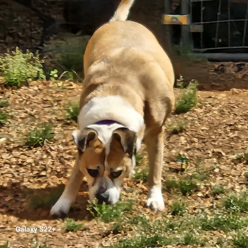 An adult large-sized female Mixed Breed dog named Foxy for adoption in Powell, TN