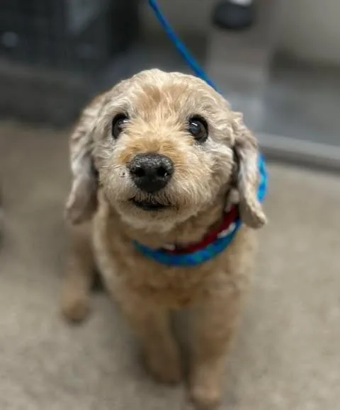An adult small-sized female Yellow / Tan / Blond / Fawn Goldendoodle dog named Ruby for adoption in Fruit Heights, UT