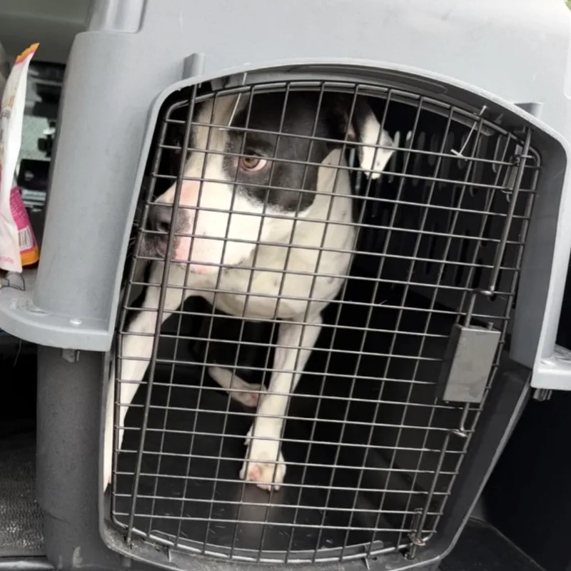 A young medium-sized female Black Mixed Breed dog named Lainey for adoption in Conway, SC