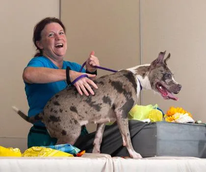 An adult large-sized female Mixed Breed dog named Gia for adoption in Atlanta, GA