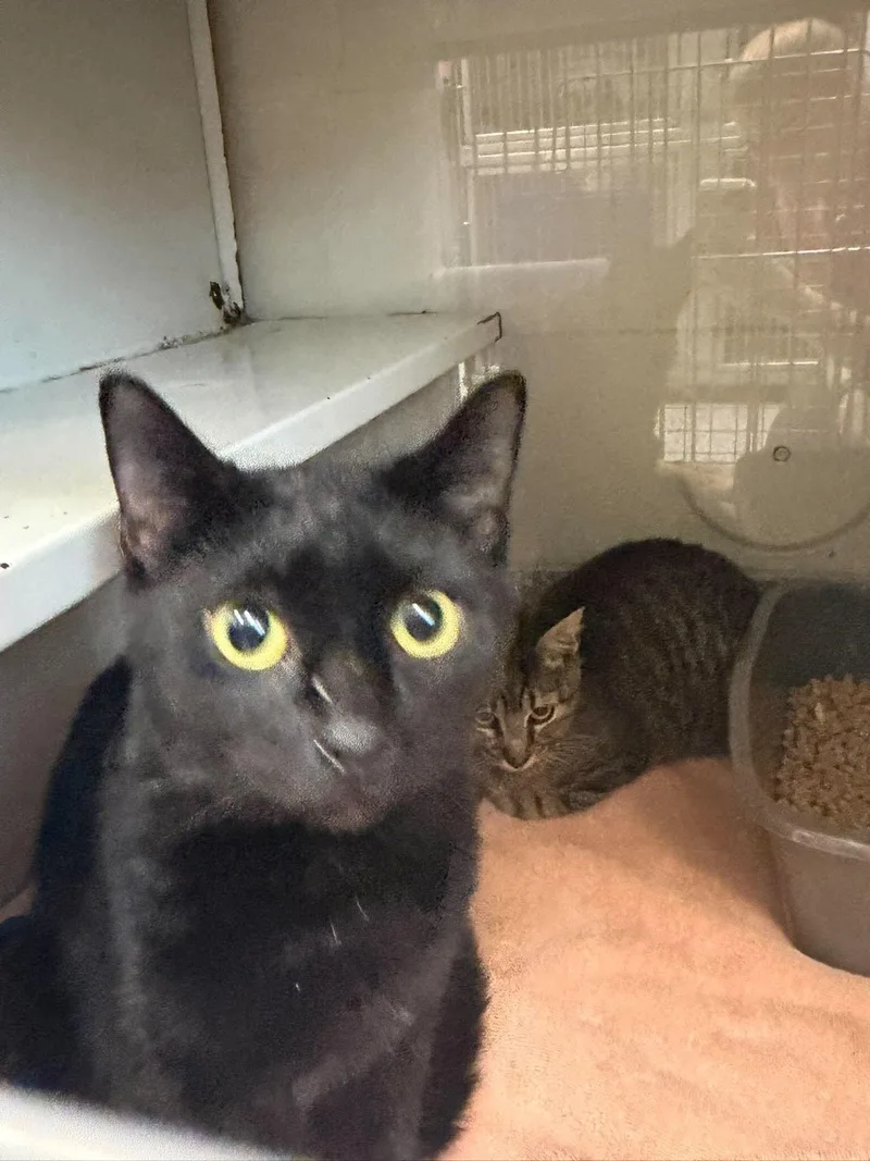 An adult medium-sized female Black Domestic Short Hair cat named Emmie for adoption in Burgaw, NC
