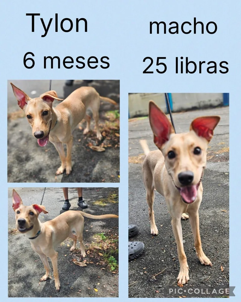 A young small-sized male Mixed Breed dog named Tylon for adoption in San Juan, PR