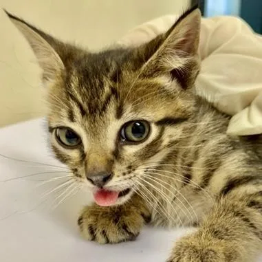 A baby small-sized male Domestic Short Hair cat named Merryl for adoption in Burlington, WA