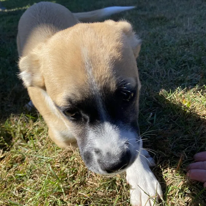 A baby small-sized female Yellow / Tan / Blond / Fawn Mixed Breed dog named Cicada for adoption in Fletcher, NC