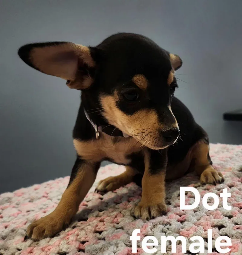 Dots