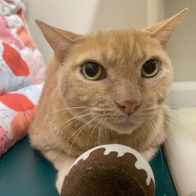 Jackfruit thumbnail 2