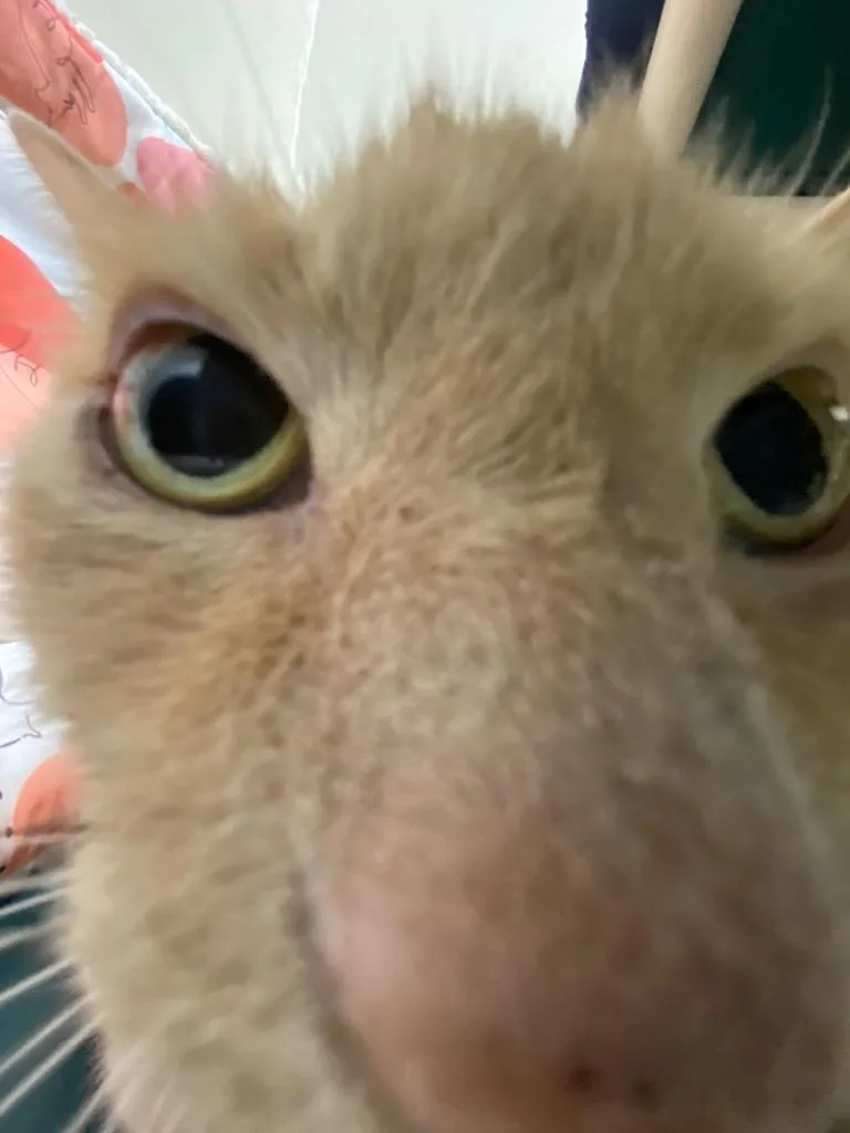 Jackfruit thumbnail 4