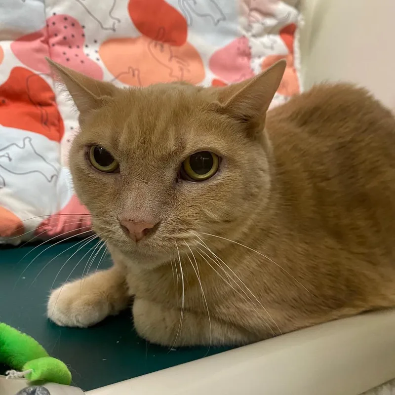 Jackfruit thumbnail 5