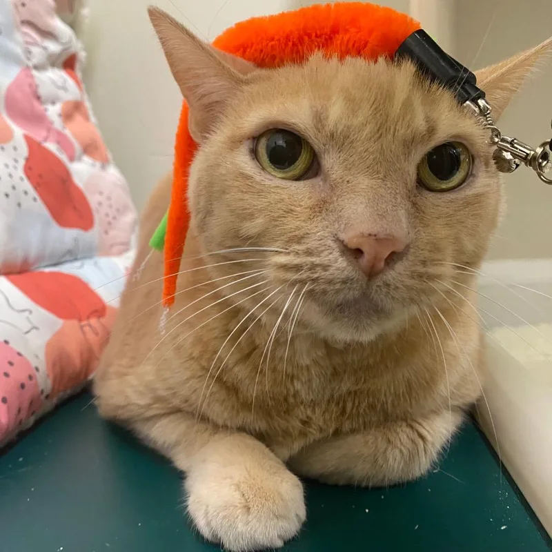 Jackfruit thumbnail 6