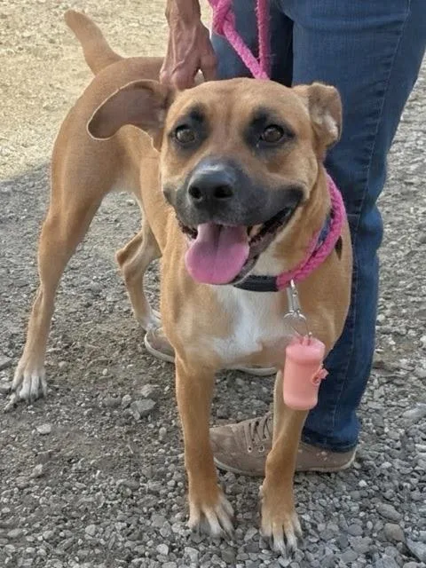 An adult large-sized female Mastiff dog named Poppy for adoption in Scottsburg, IN