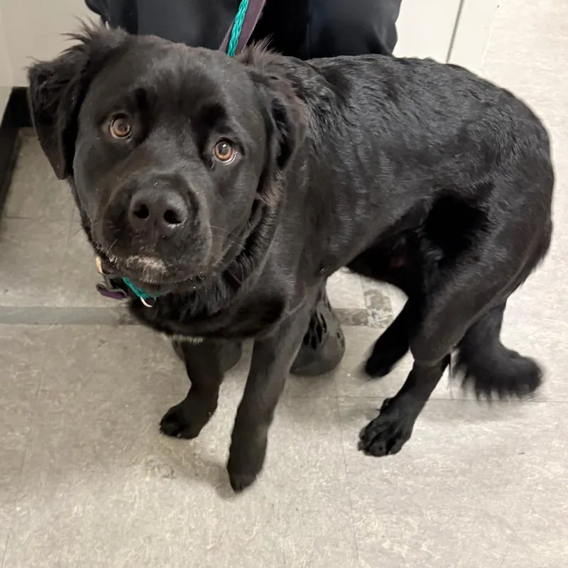 An adult large-sized male Black Mixed Breed dog named Ramos for adoption in Philadelphia, PA