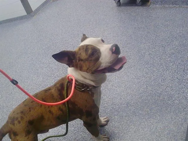 A young medium-sized male Pit Bull Terrier dog named Nash for adoption in Charlotte, NC