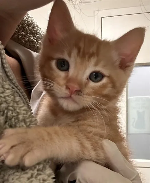 A baby small-sized male Domestic Short Hair cat named Cheddar for adoption in Riverside, CA
