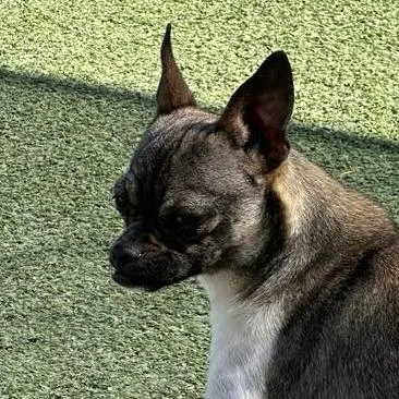 Jyn Erso thumbnail 4