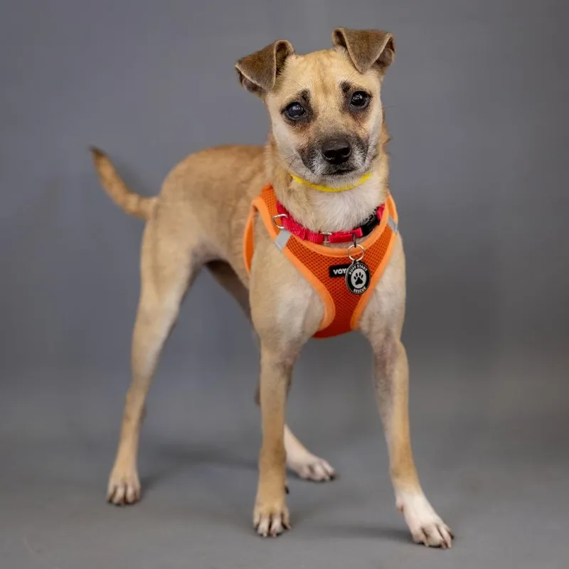 An adult small-sized female Yellow / Tan / Blond / Fawn Chihuahua dog named Cookie D for adoption in Princeton, MN