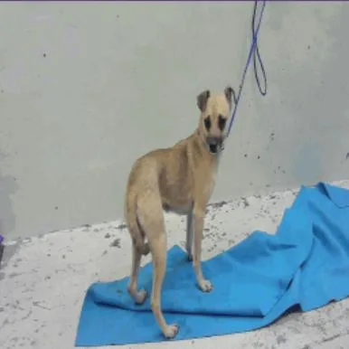 Cookie D thumbnail 2