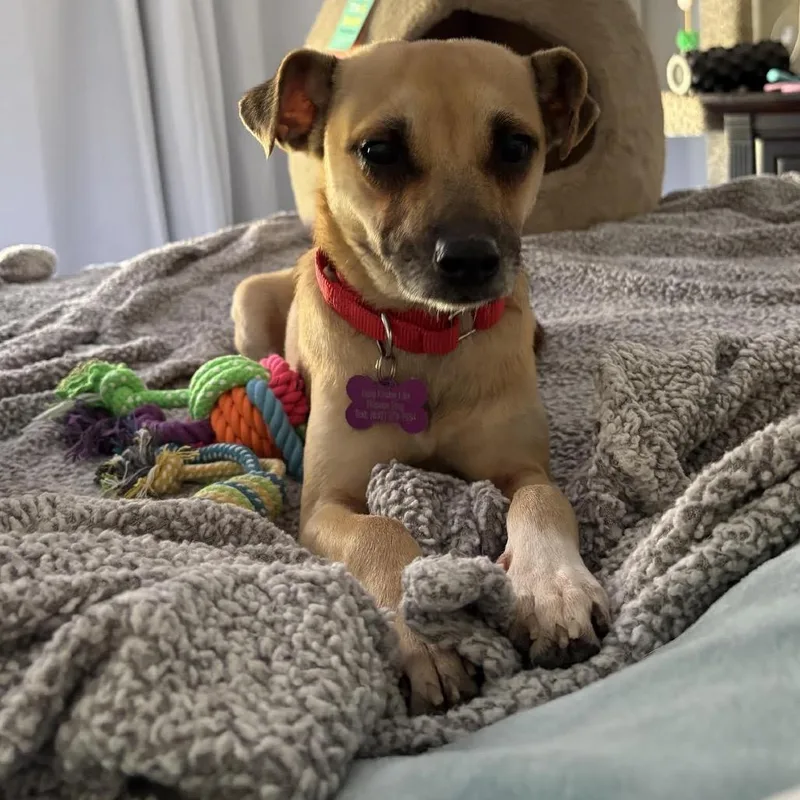 Cookie D thumbnail 4