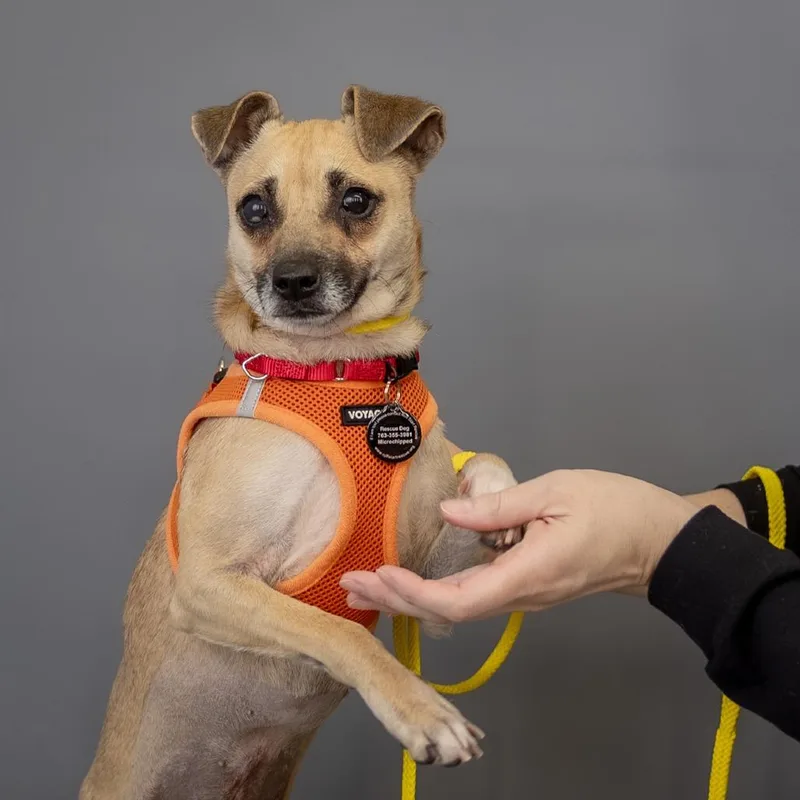 Cookie D thumbnail 6