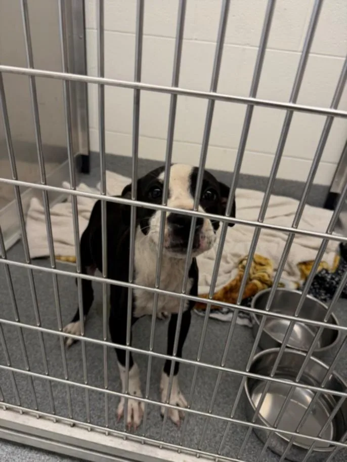 A baby small-sized female Pit Bull Terrier dog named Pixar for adoption in Toledo, OH