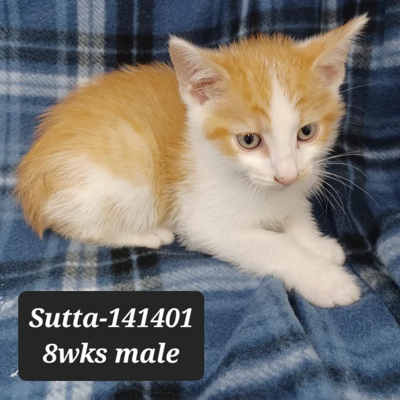 A baby small-sized male Domestic Short Hair cat named Sutta for adoption in New Tazewell, TN