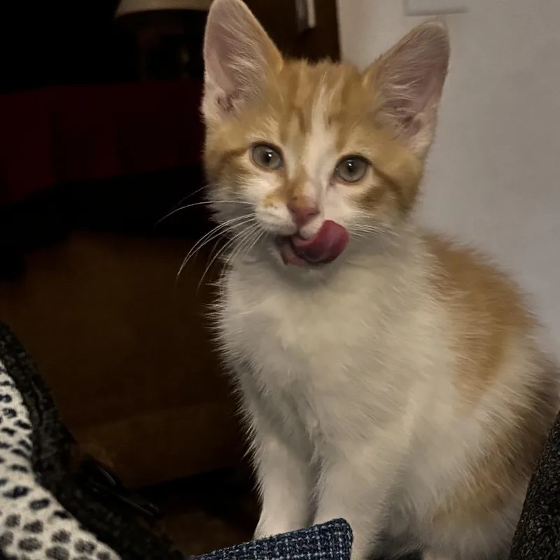 A baby small-sized male White Domestic Short Hair cat named Fire Bolt for adoption in Springfield, IL