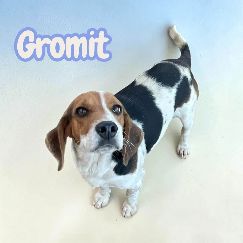 Gromit  sweet  thumbnail 3