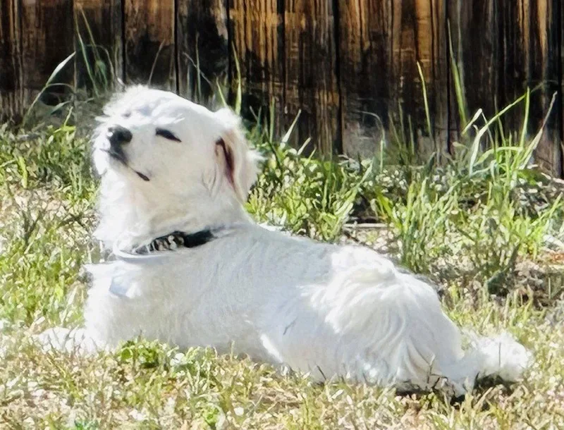 An adult small-sized male Dachshund dog named August for adoption in Evergreen, CO