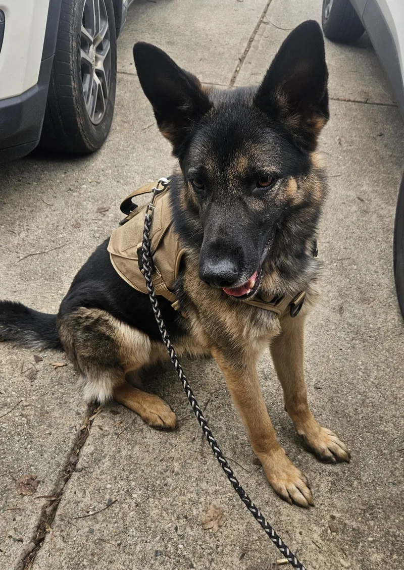 An adult large-sized male Bicolor German Shepherd Dog dog named Gunner for adoption in Roswell, GA