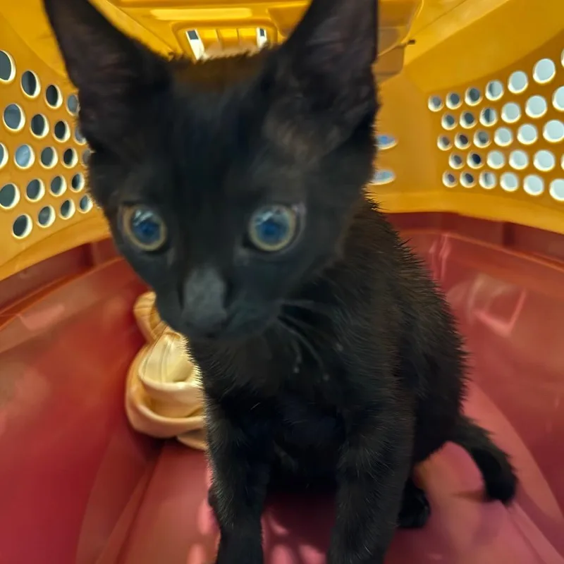 A baby small-sized male Black Domestic Short Hair cat named Fork for adoption in Allentown, PA