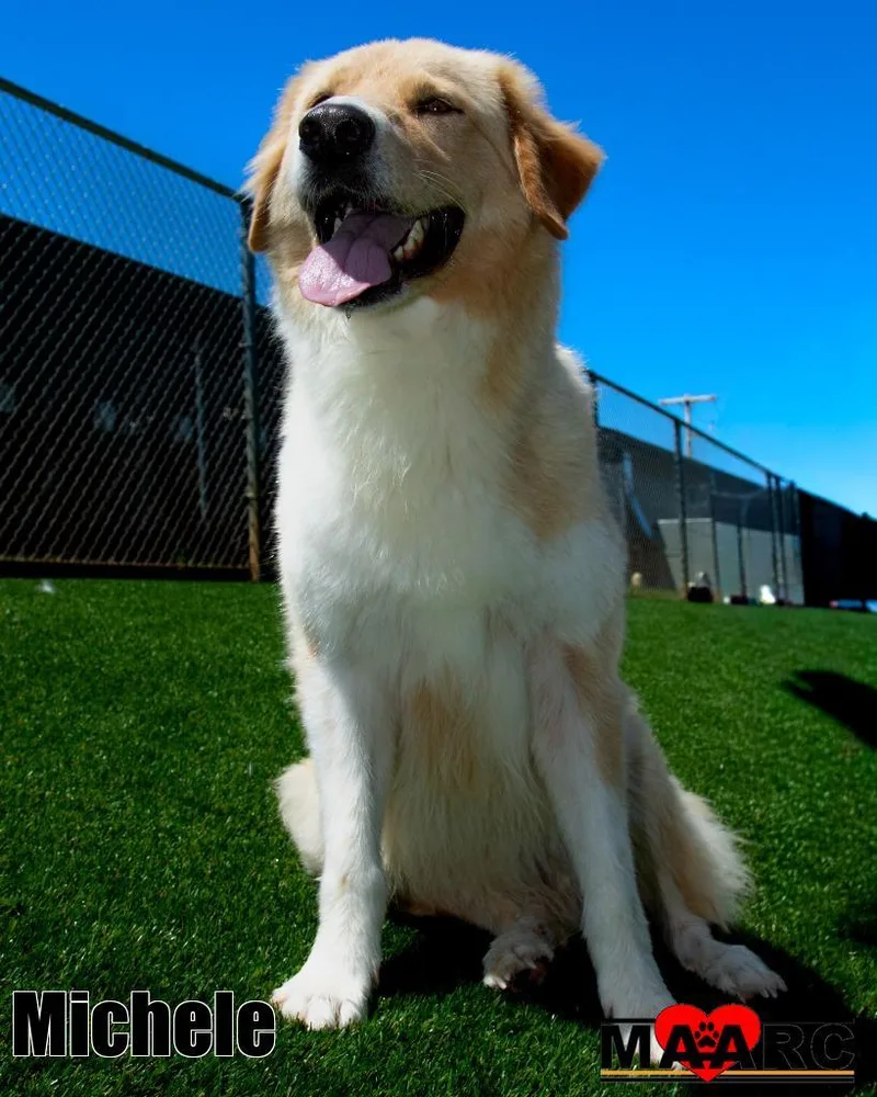 A young large-sized female Golden Retriever dog named Michele for adoption in Maryville, TN