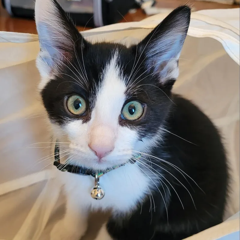 An adult large-sized male Black Domestic Short Hair cat named Clyde for adoption in Huntsville, AL