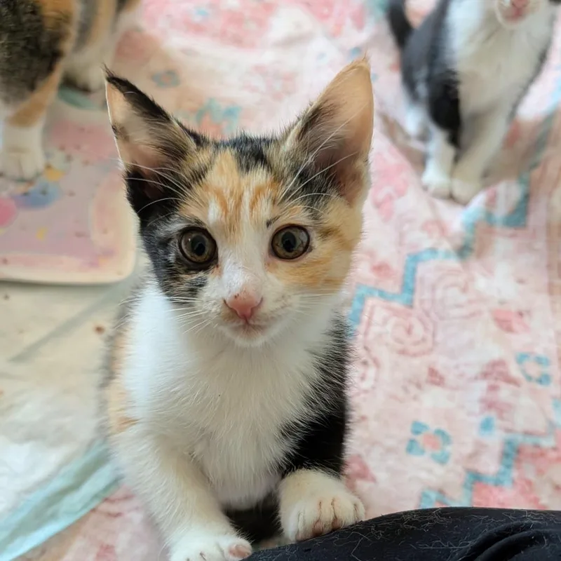 A baby small-sized female Domestic Short Hair cat named Maddie for adoption in Houston, TX