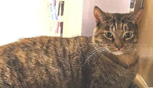 An adult medium-sized female Torbie Tortoiseshell cat named Siren for adoption in Tulsa, OK