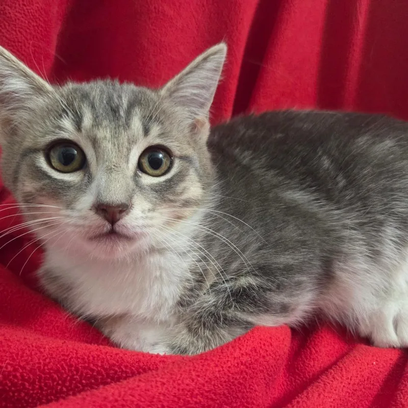 A baby small-sized female Gray / Blue / Silver Domestic Short Hair cat named Siren for adoption in Brea, CA