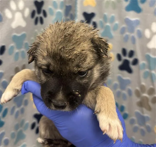 A baby small-sized male German Shepherd Dog dog named Easton for adoption in Rosenberg, TX