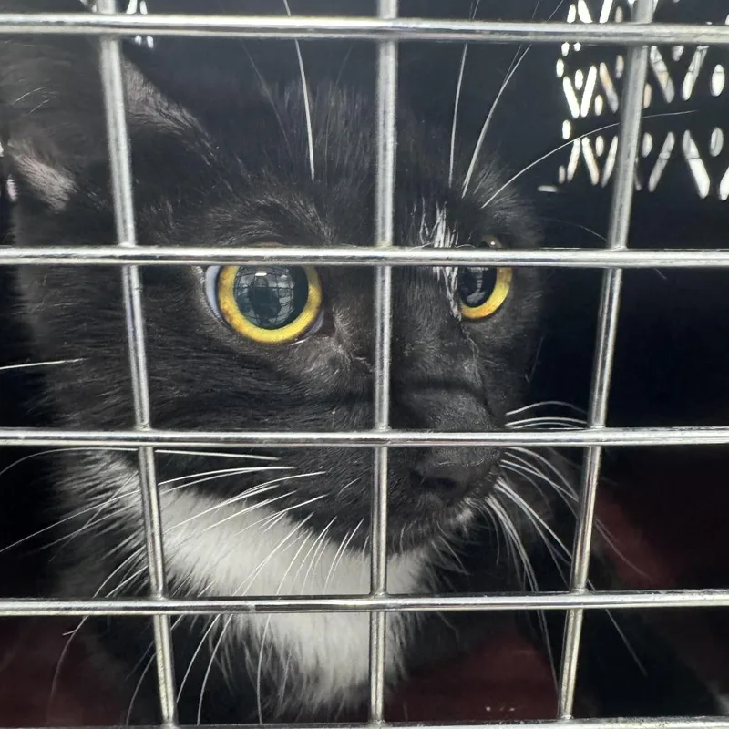 An adult large-sized female Black Domestic Short Hair cat named Rainbow for adoption in Weimar, CA