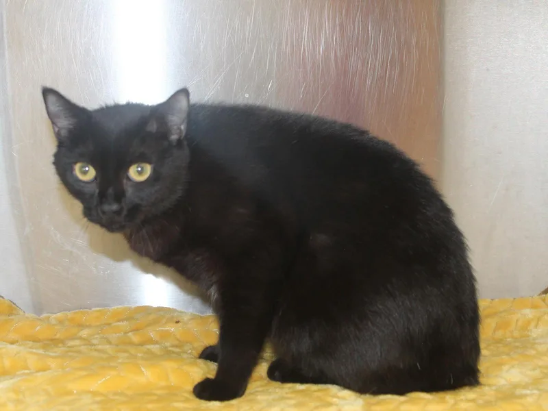 Ebony