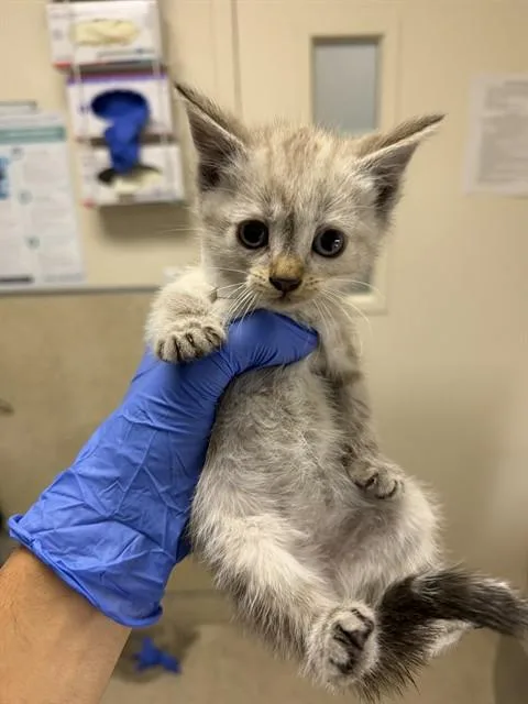 A baby small-sized female Domestic Short Hair cat named Amira for adoption in Riverside, CA