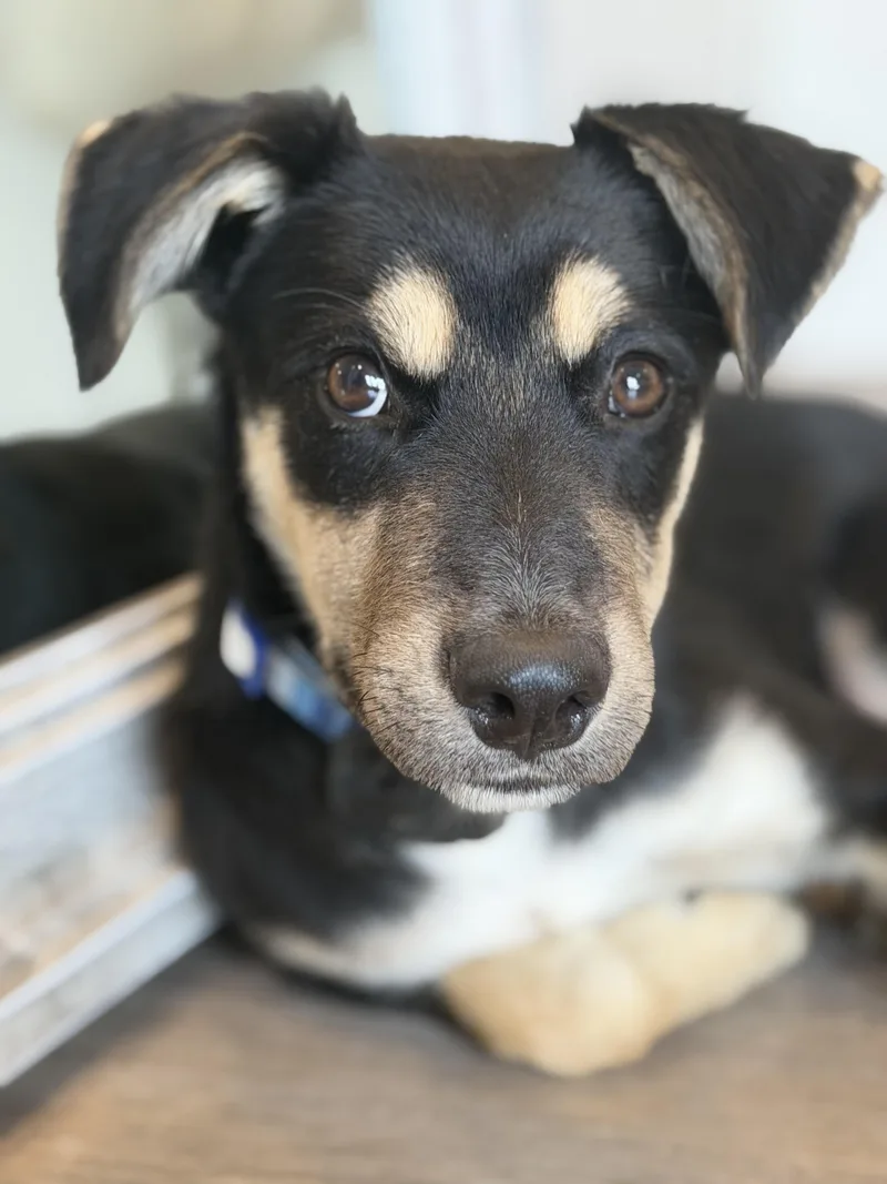 A young medium-sized male Australian Kelpie dog named Howie so sweet for adoption in Lake Forest, IL