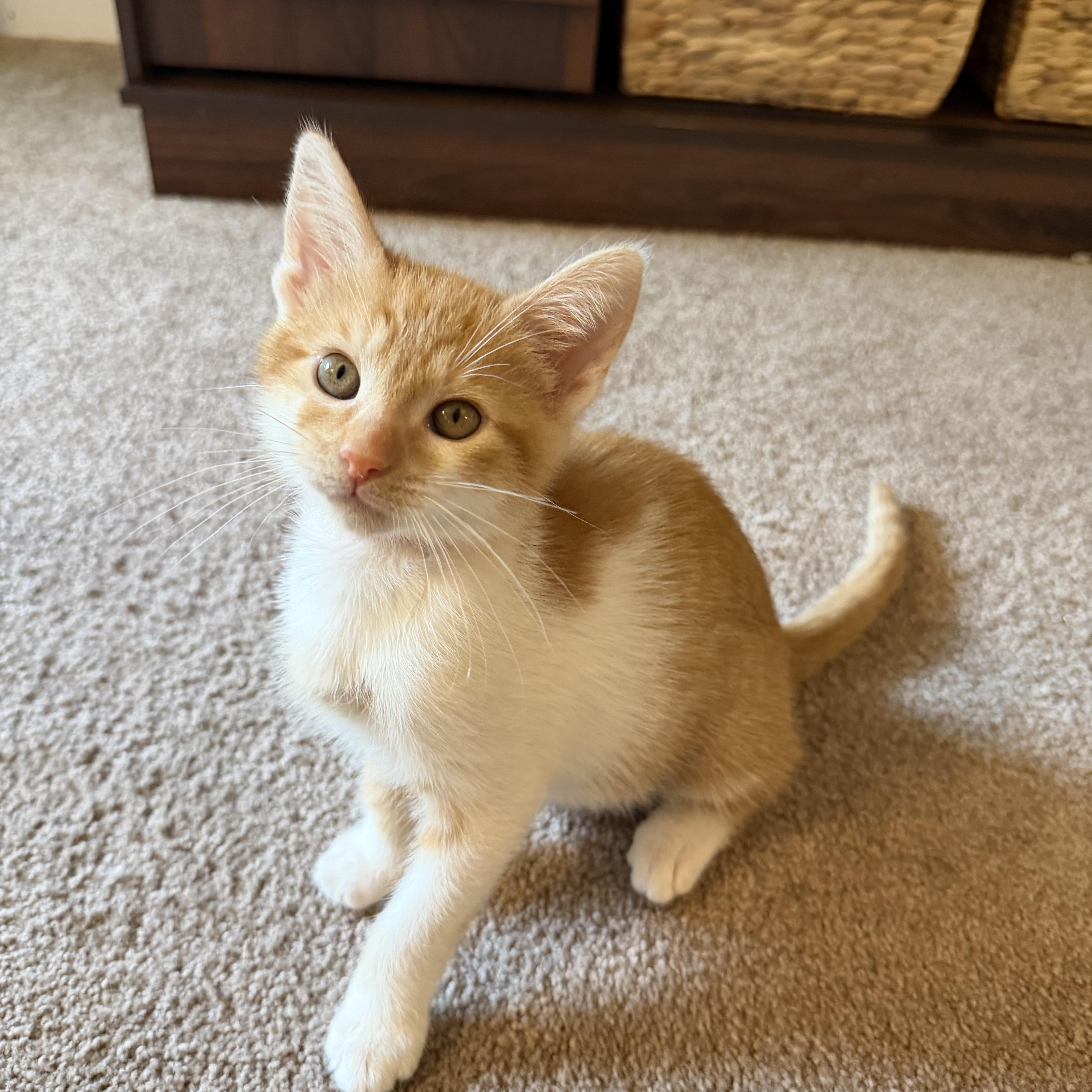 A baby small-sized male Domestic Short Hair cat named Quesadilla for adoption in Lacona, NY